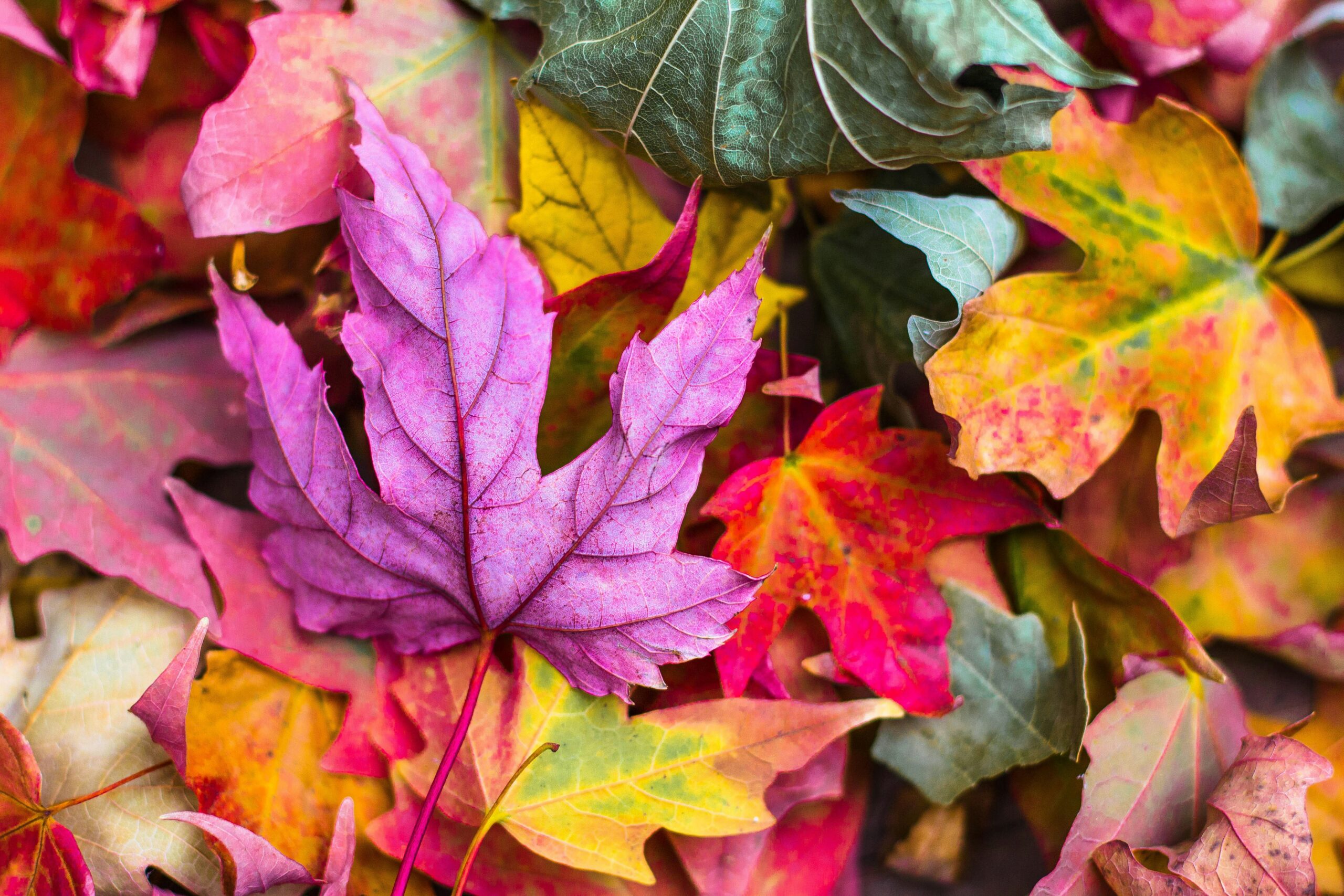 HD Wallpaper 4K Free Download for All Devices in Ultra HD