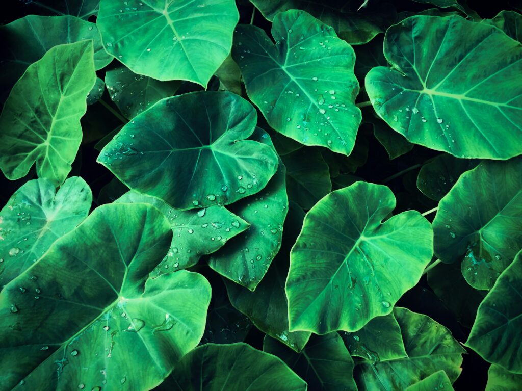 HD Wallpaper 4K Free Download for All Devices in Ultra HD 8 HD Wallpaper 4K