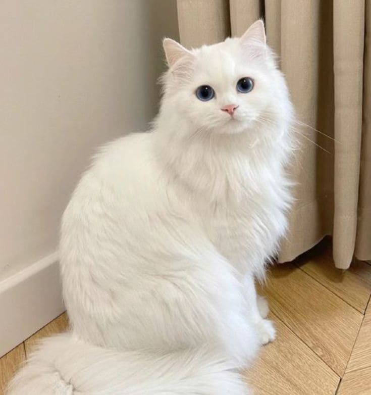 Cute cat wallpaper 4K ultra HD for mobile, desktop, and laptop