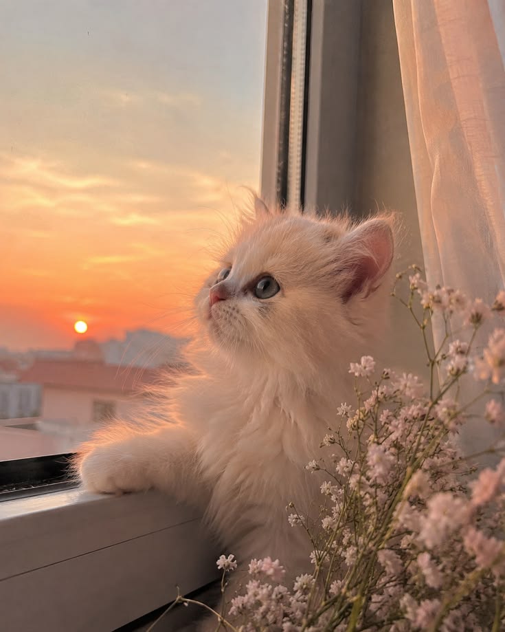 Cute Cat PFP Ideas & Best Cat Photos for Profile Pics 4 Aesthetic Cute Cat PFP