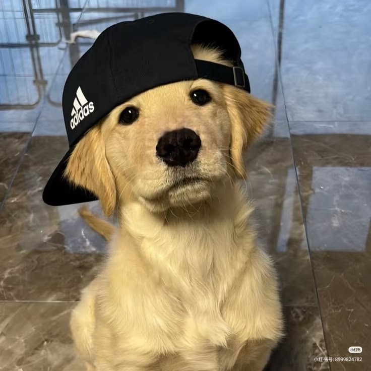 Discover 22 Dogs and Pink Dog PFP Ideas for Every Style 3 Aesthetic Dog PFP
