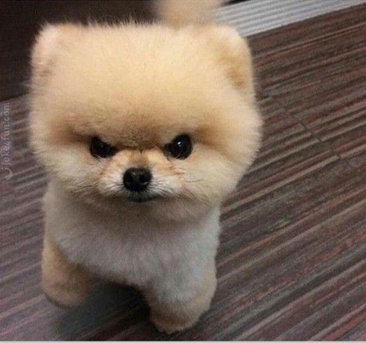 Discover 22 Dogs and Pink Dog PFP Ideas for Every Style 9 Angry Dog PFP
