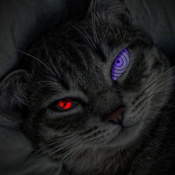 Cute Cat PFP Ideas & Best Cat Photos for Profile Pics 15 Anime Style Cat PFP