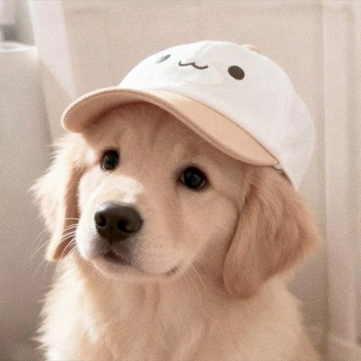 Discover 22 Dogs and Pink Dog PFP Ideas for Every Style 22 Best Dog PFP Collection