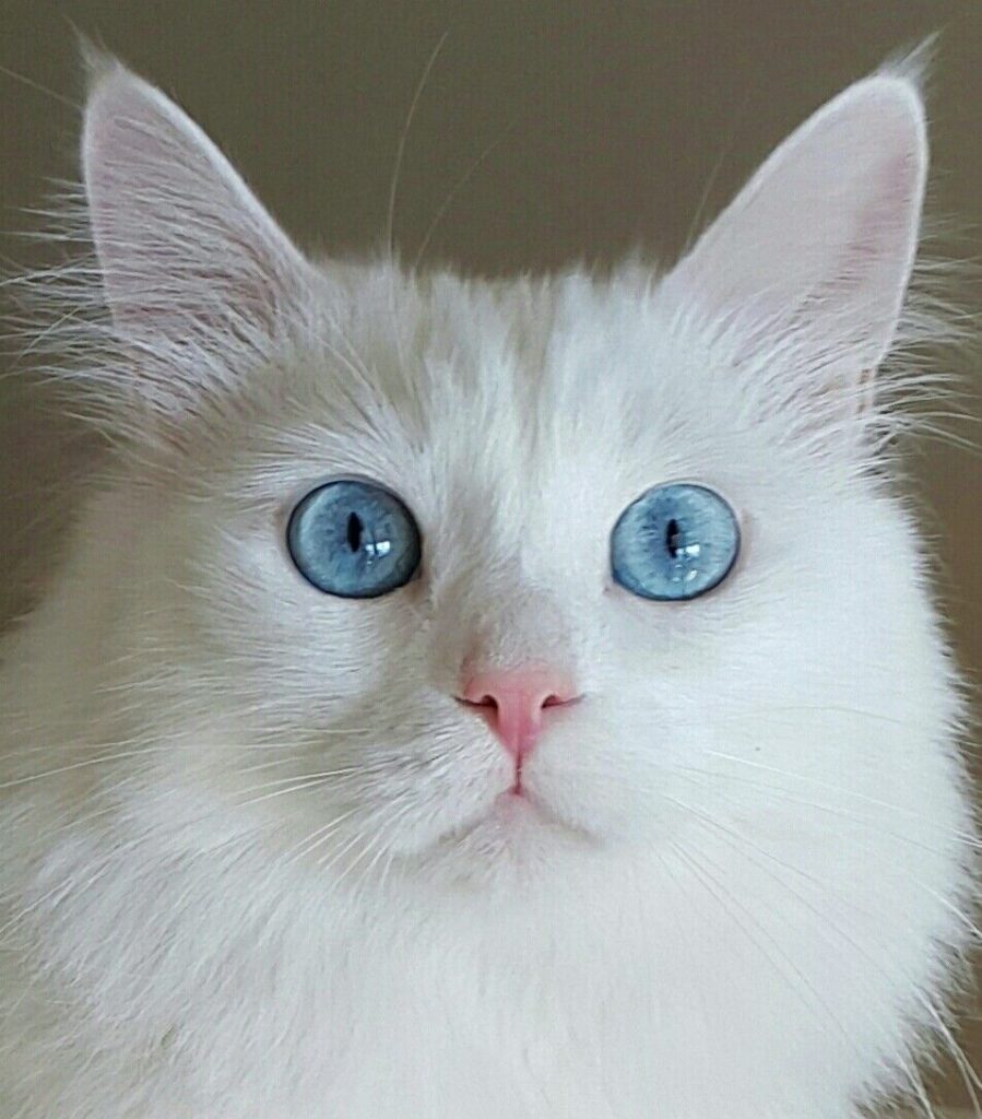 40+ Cute Cat Wallpaper 4K – Free HD Download 19 Blue Eyes Cute Cat Wallpaper HD