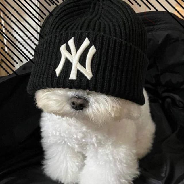 Discover 22 Dogs and Pink Dog PFP Ideas for Every Style 7 Cool Dog PFP
