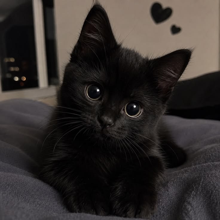 Cute Cat PFP Ideas & Best Cat Photos for Profile Pics 5 Cute Black Cat PFP