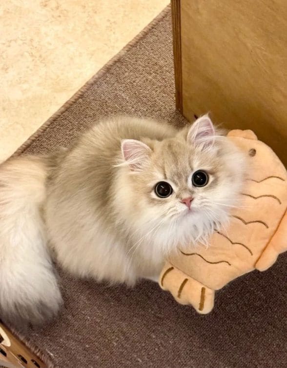 40+ Cute Cat Wallpaper 4K – Free HD Download 24 Cute Cat Background HD 1