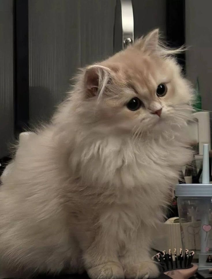 Cute Cat PFP ideas featuring adorable kittens and aesthetic cat photos for Instagram, WhatsApp, Discord, and social media profile pictures.