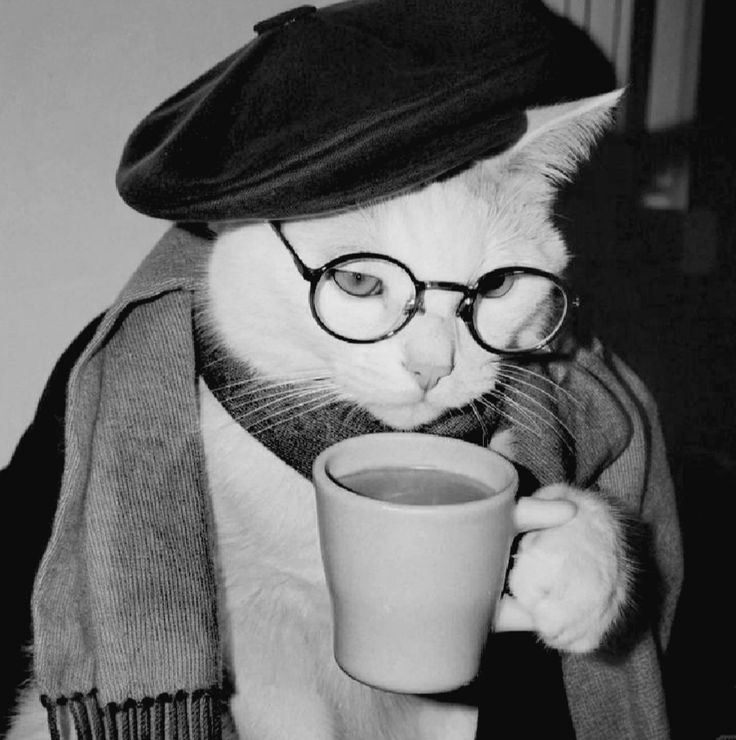 Cute Cat PFP Ideas & Best Cat Photos for Profile Pics 17 Cute Cat PFP for Discord
