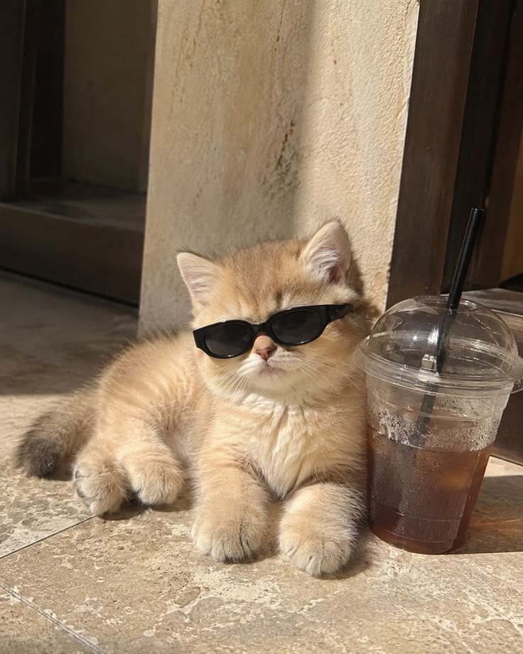 Cute Cat PFP Ideas & Best Cat Photos for Profile Pics 13 Cute Cat PFP for Girls