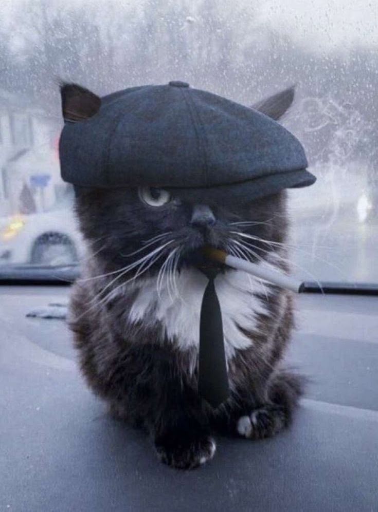 Cute Cat PFP Ideas & Best Cat Photos for Profile Pics 20 Cute Cat PFP for Pinterest
