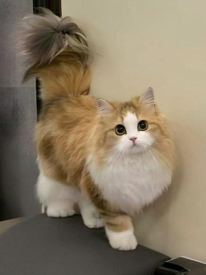 40+ Cute Cat Wallpaper 4K – Free HD Download 9 Cute Cat Wallpaper 4K Ultra HD 1