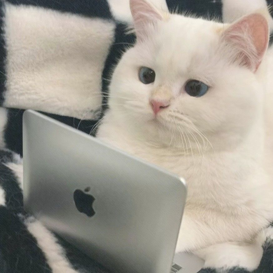 40+ Cute Cat Wallpaper 4K – Free HD Download 10 Cute Cat Wallpaper for Laptop