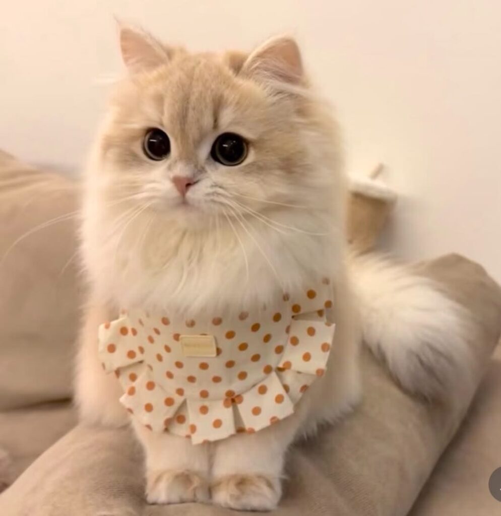 40+ Cute Cat Wallpaper 4K – Free HD Download 12 Cute Kitten Wallpaper HD Full Screen 2