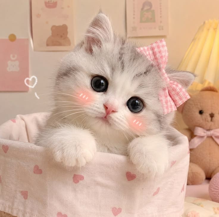 40+ Cute Cat Wallpaper 4K – Free HD Download 4 Cute cat wallpaper 4k aesthetic 1