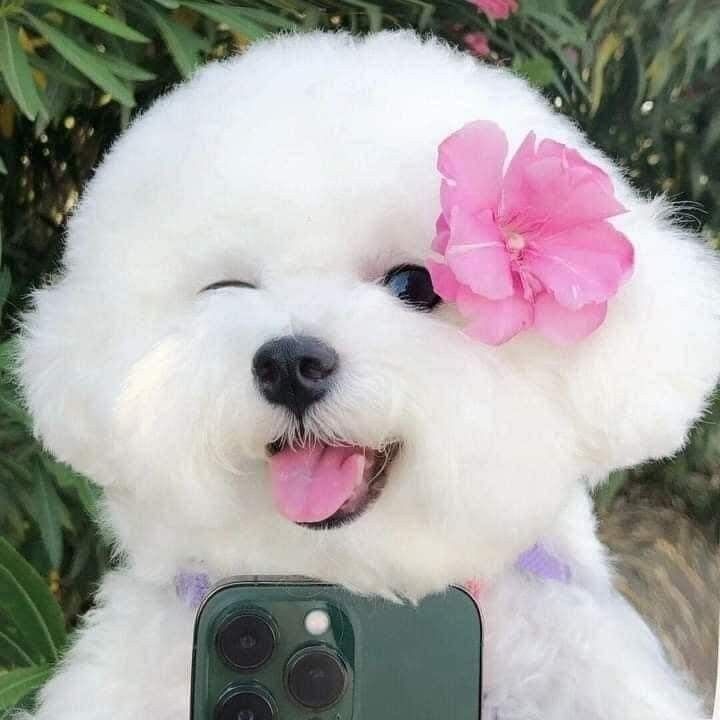 iscover 22 dogs and pink dog PFP ideas for every style, including cute, aesthetic, cartoon, and funny dog profile pictures.