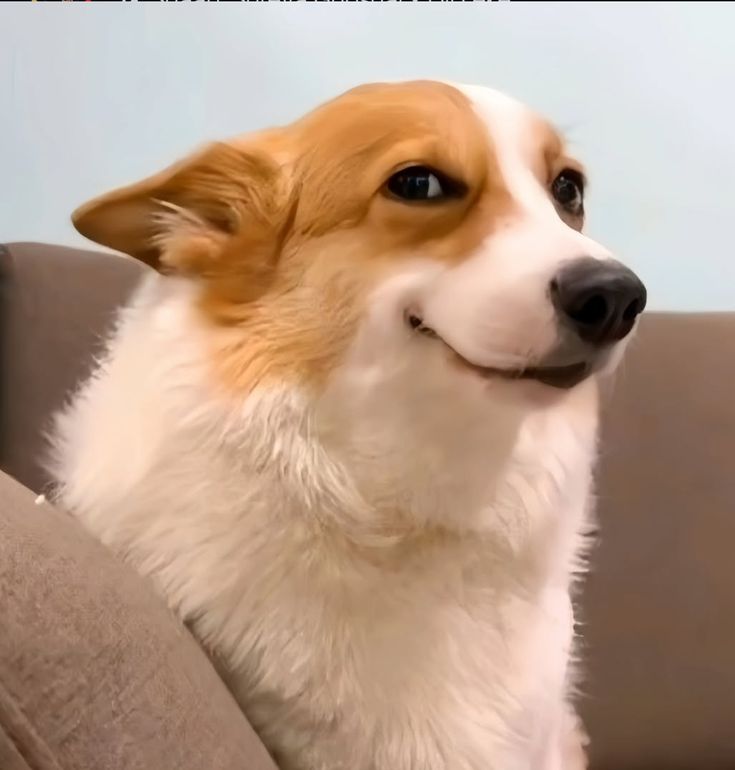 Discover 22 Dogs and Pink Dog PFP Ideas for Every Style 13 Dog Meme PFP