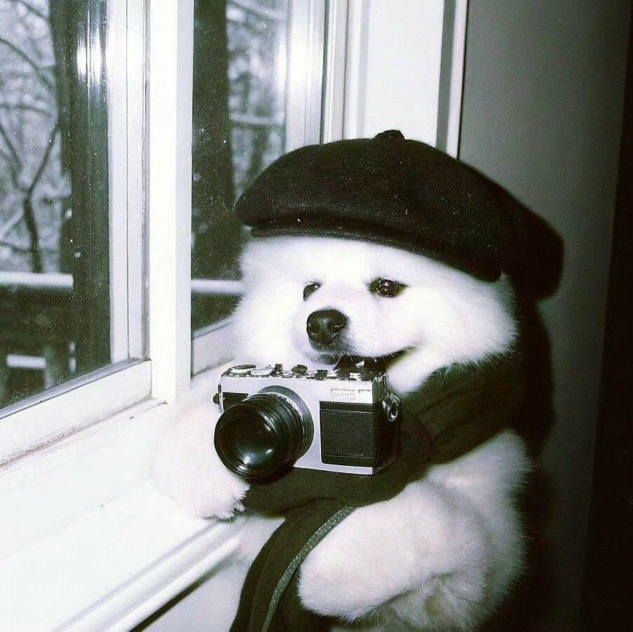 Discover 22 Dogs and Pink Dog PFP Ideas for Every Style 12 Dog PFP for Instagram