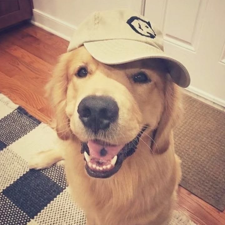 Discover 22 Dogs and Pink Dog PFP Ideas for Every Style 11 Dog PFP for TikTok