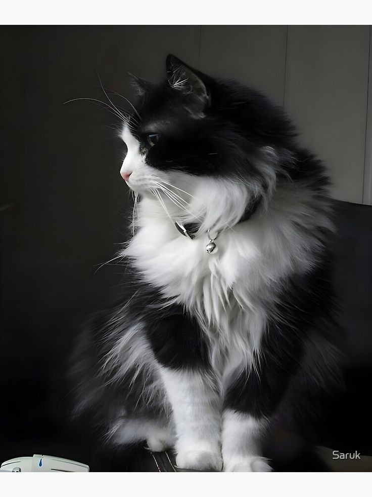 Cute Cat PFP Ideas & Best Cat Photos for Profile Pics 10 Fluffy Cat PFP