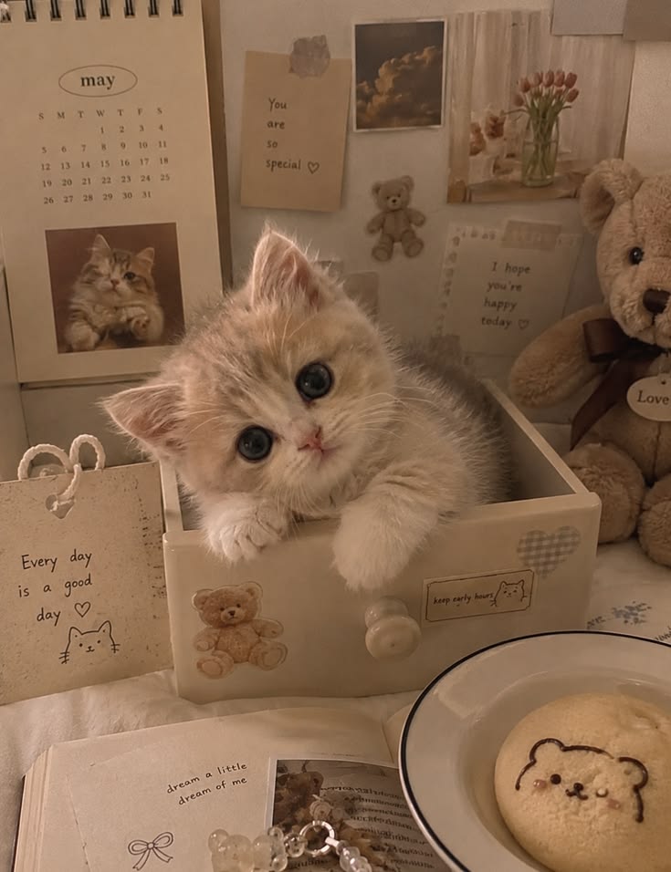 40+ Cute Cat Wallpaper 4K – Free HD Download 20 Funny Cute Cat Wallpaper