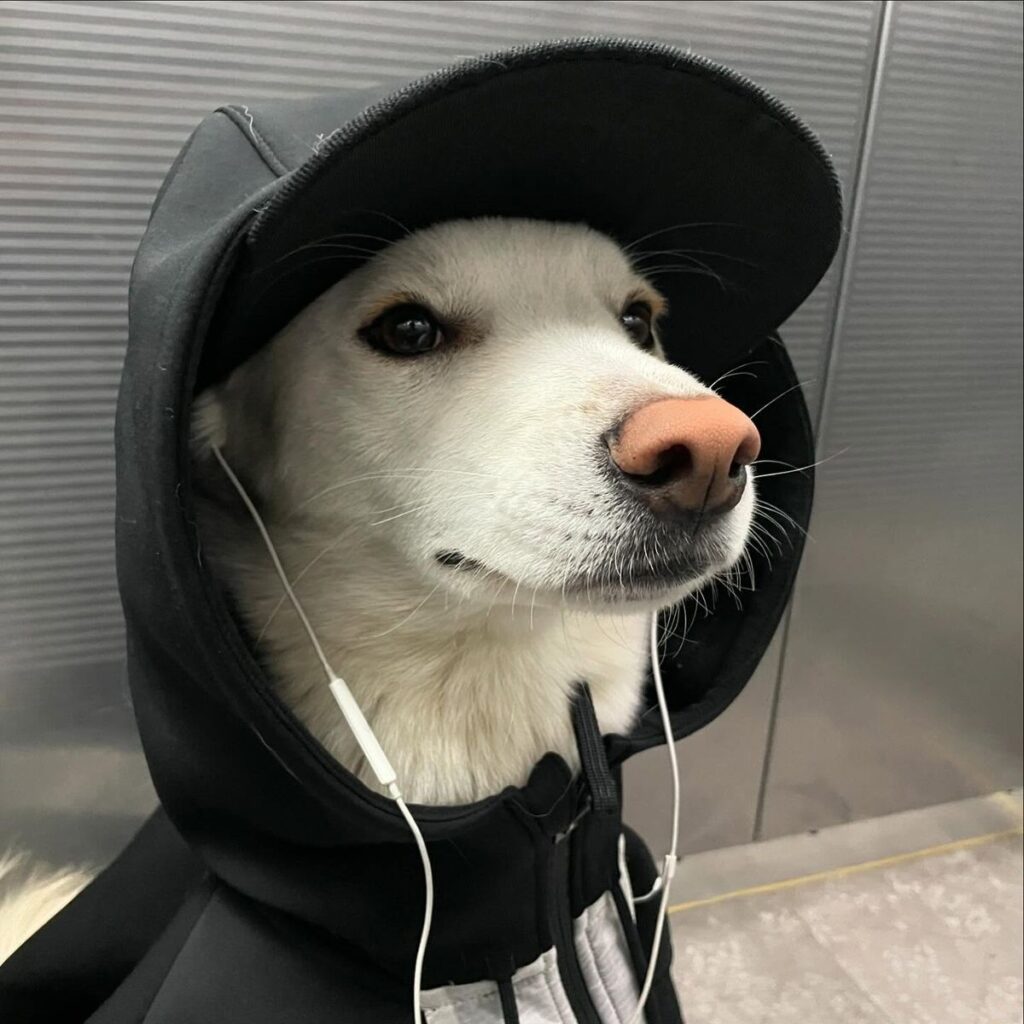 Discover 22 Dogs and Pink Dog PFP Ideas for Every Style 4 Funny Dog PFP