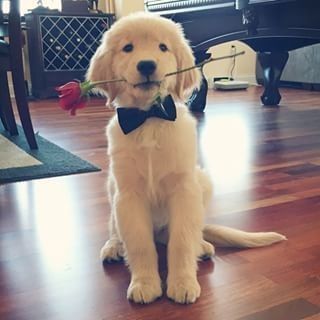 Discover 22 Dogs and Pink Dog PFP Ideas for Every Style 16 Golden Retriever Dog PFP