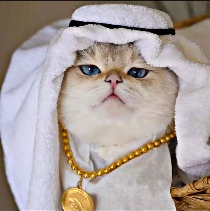 Cute Cat PFP Ideas & Best Cat Photos for Profile Pics 12 Gray Cat PFP