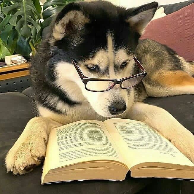 Discover 22 Dogs and Pink Dog PFP Ideas for Every Style 17 Husky Dog PFP