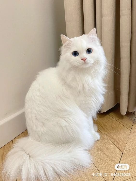 40+ Cute Cat Wallpaper 4K – Free HD Download 23 Real Cute Cat Wallpaper 4K 1