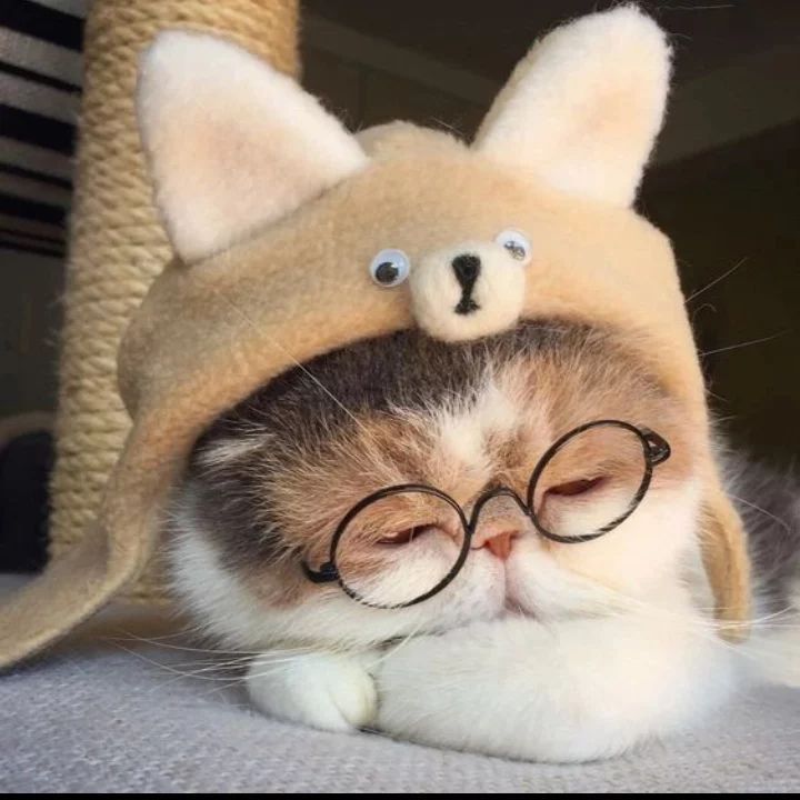 Cute Cat PFP Ideas & Best Cat Photos for Profile Pics 8 Sleeping Cat PFP